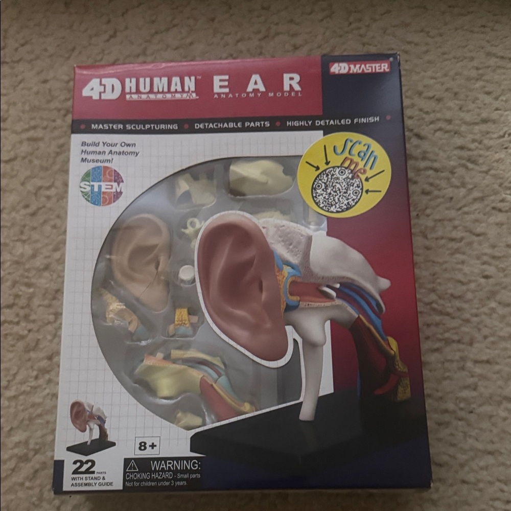 4D Human Ear Anatomy Model
